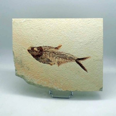 Diplomystus dentatus Diplomystus dentatus