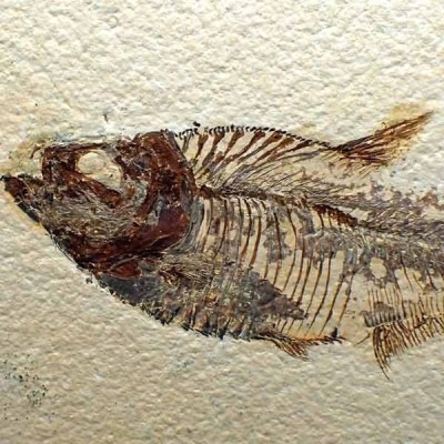 Diplomystus dentatus Diplomystus dentatus