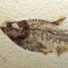  Diplomystus dentatus