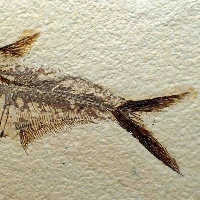 Diplomystus dentatus Diplomystus dentatus