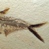  Diplomystus dentatus