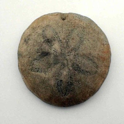 Hardouinia kellumi Hardouinia kellumi