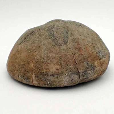 Hardouinia kellumi Hardouinia kellumi