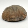  Hardouinia kellumi