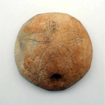 Hardouinia mortonis Hardouinia mortonis