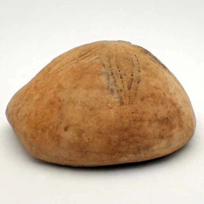 Hardouinia mortonis Hardouinia mortonis