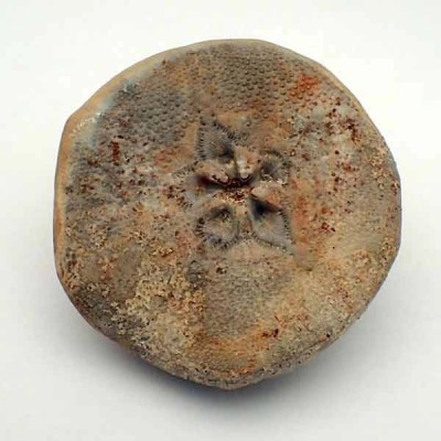 Hardouinia mortonis Hardouinia mortonis