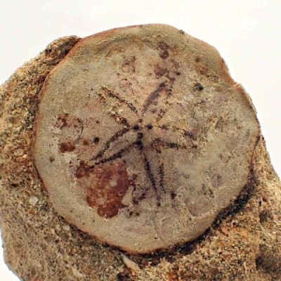 Rumphia pellucida Rumphia pellucida