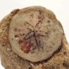 Rumphia pellucida