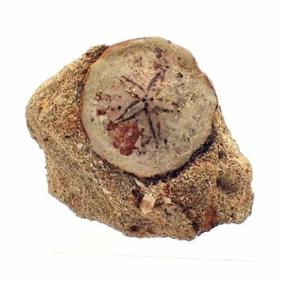 Rumphia pellucida Rumphia pellucida