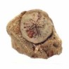  Rumphia pellucida