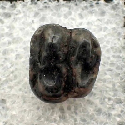 Trichechus sp.