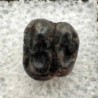 Trichechus sp.