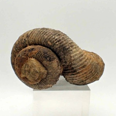 Nostoceras malagasyense Nostoceras malagasyense