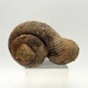 Nostoceras malagasyense