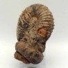  Nostoceras malagasyense