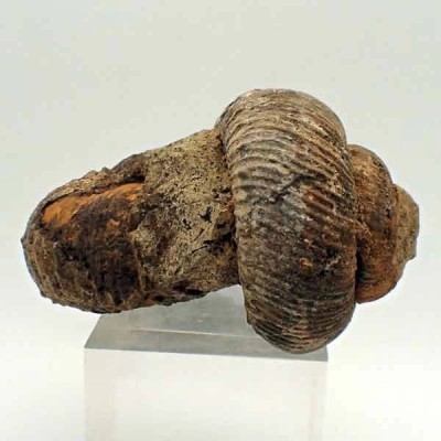 Nostoceras malagasyense Nostoceras malagasyense