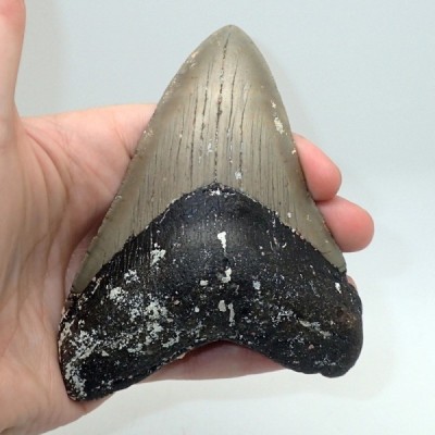 Carcharocles megalodon Carcharocles megalodon