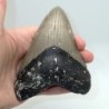 Carcharocles megalodon