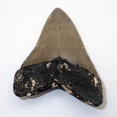 Carcharocles megalodon Carcharocles megalodon