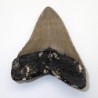  Carcharocles megalodon
