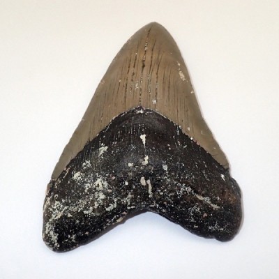 Carcharocles megalodon Carcharocles megalodon