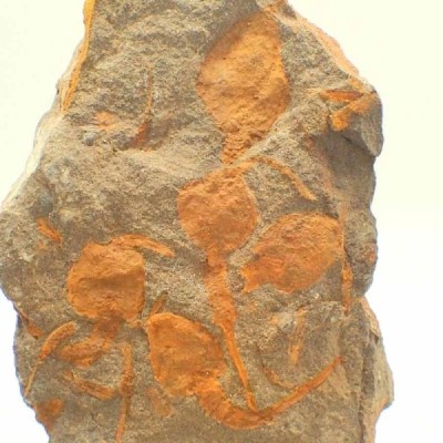 Dendrocystites sedgwicki Dendrocystites sedgwicki