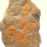 Dendrocystites sedgwicki
