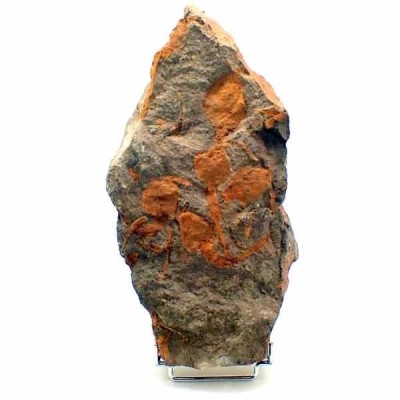 Dendrocystites sedgwicki Dendrocystites sedgwicki