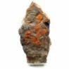  Dendrocystites sedgwicki