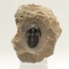 Hollardops sp.