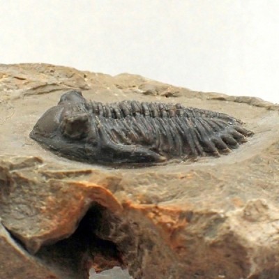 Hollardops sp. Hollardops sp.