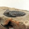 Hollardops sp.