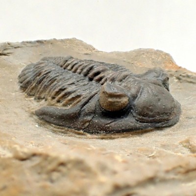 Hollardops sp. Hollardops sp.