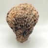 Ostraea multicostata