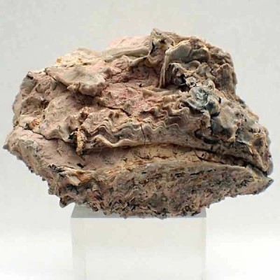  Ostraea multicostata