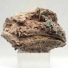  Ostraea multicostata