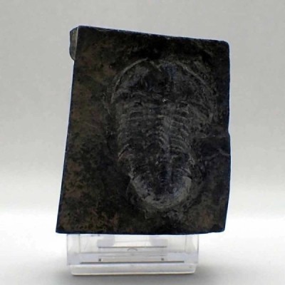 Norinia convexa Norinia convexa
