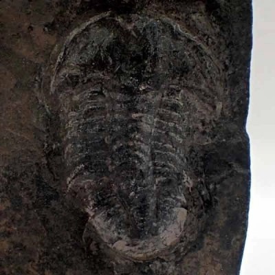 Norinia convexa Norinia convexa