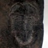 Norinia convexa