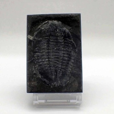 Norinia convexa Norinia convexa