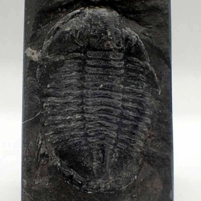 Norinia convexa Norinia convexa