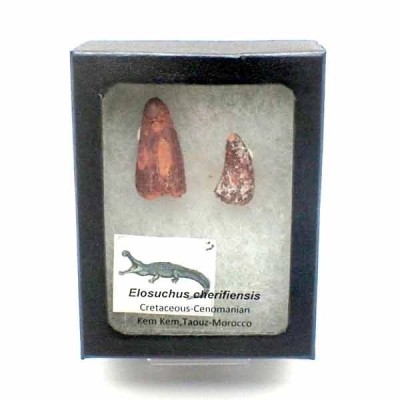 Elosuchus cherifiensis Elosuchus cherifiensis