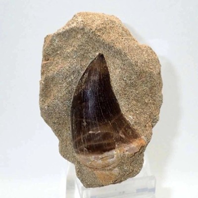 Prognathodon anceps Prognathodon anceps