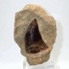 Prognathodon  anceps