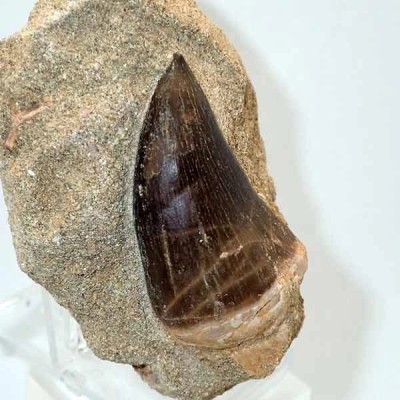 Prognathodon anceps Prognathodon anceps