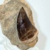  Prognathodon  anceps