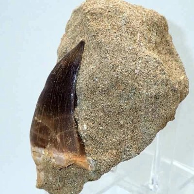 Prognathodon anceps Prognathodon anceps