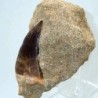  Prognathodon  anceps