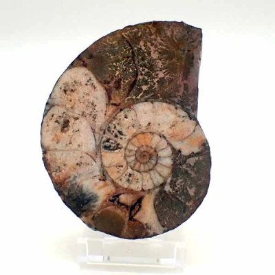 Phylloceras serum Phylloceras serum